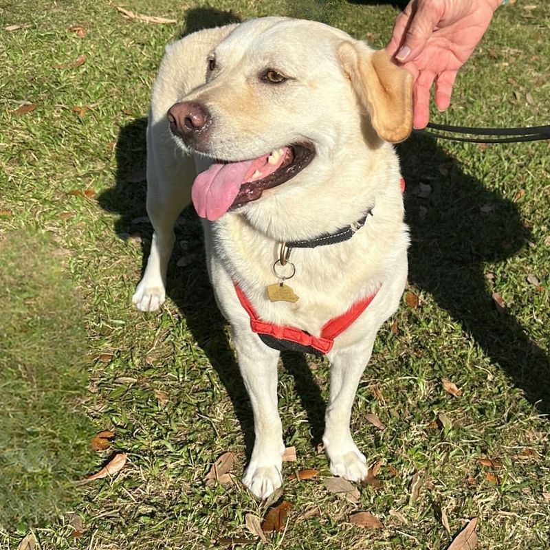 Labrador Retriever