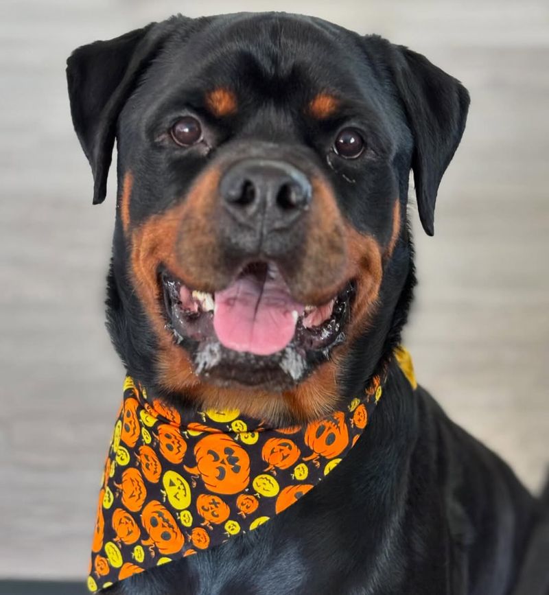 Rottweiler