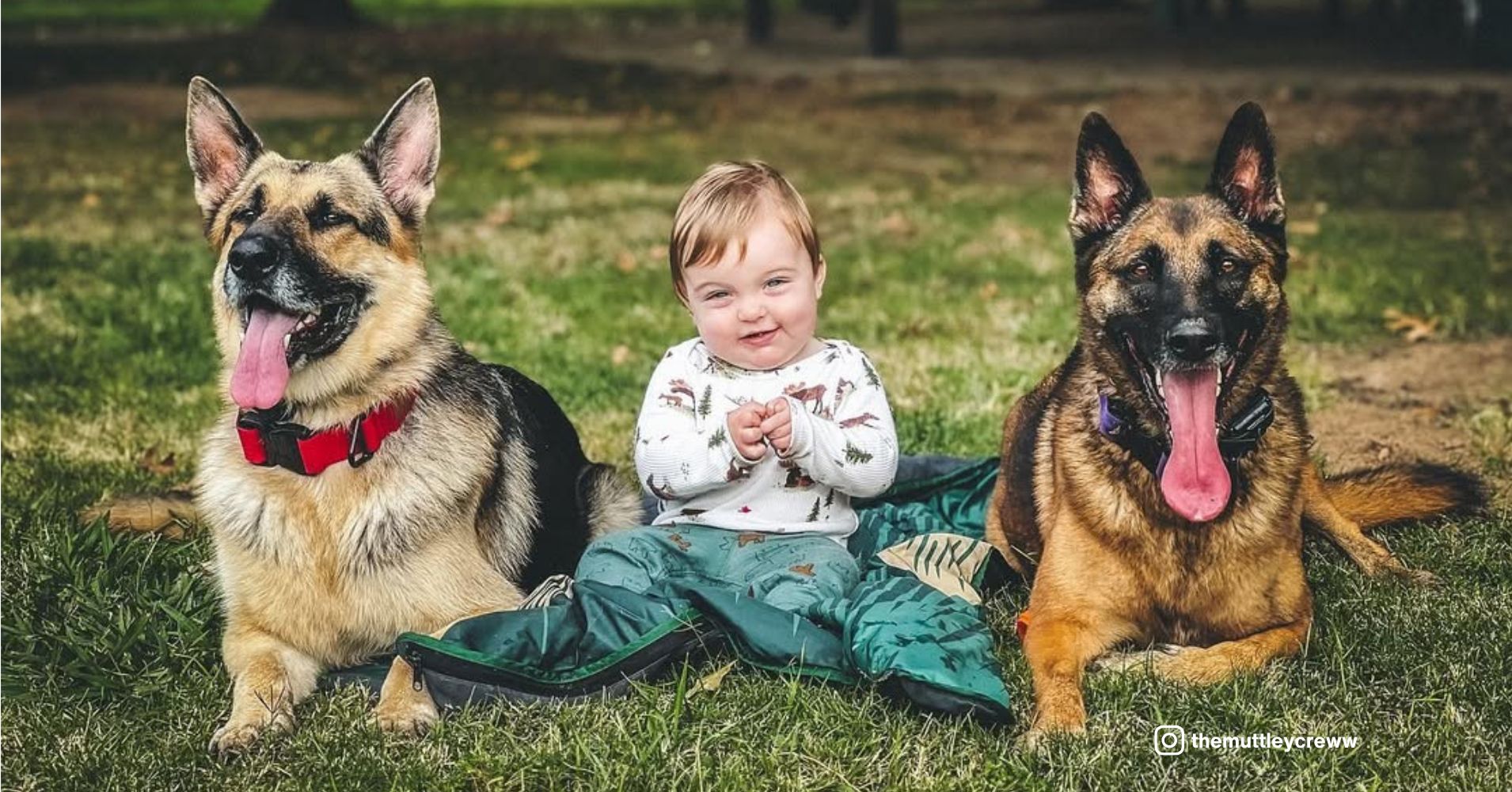 18 Protective Dog Breeds That Treat Your Children Like Their Own - Epic ...