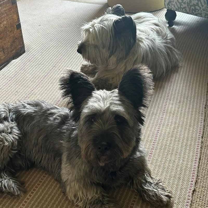 Skye Terrier