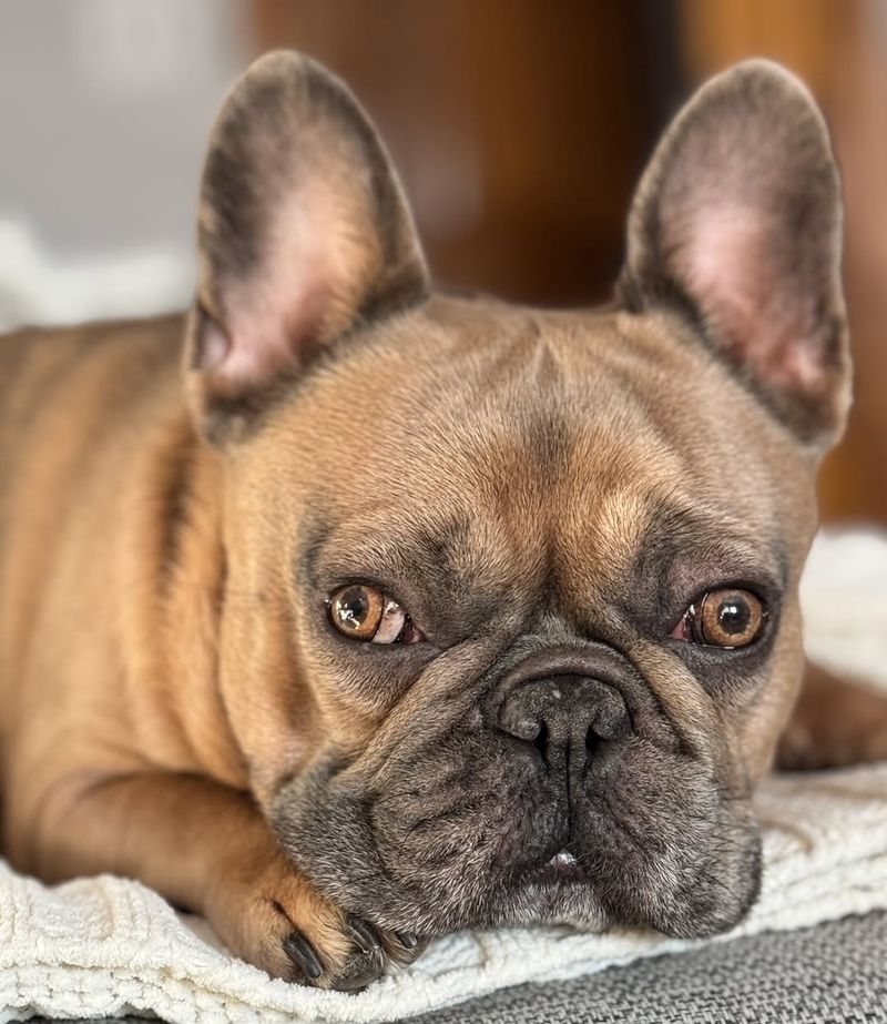 French Bulldog