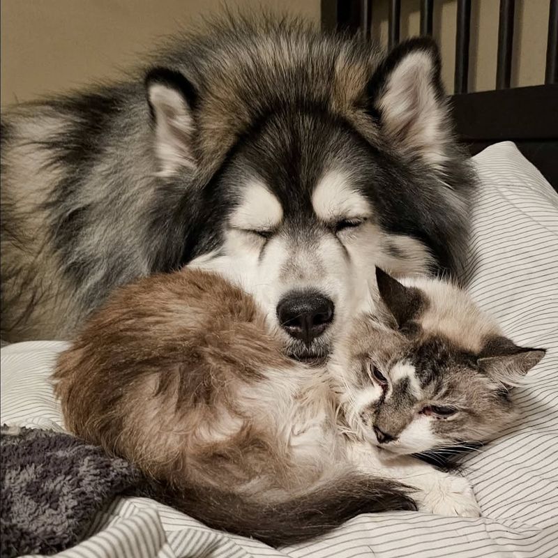 Alaskan Malamute