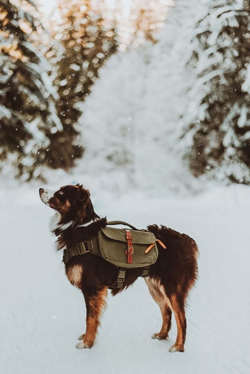 Australian Shepherd