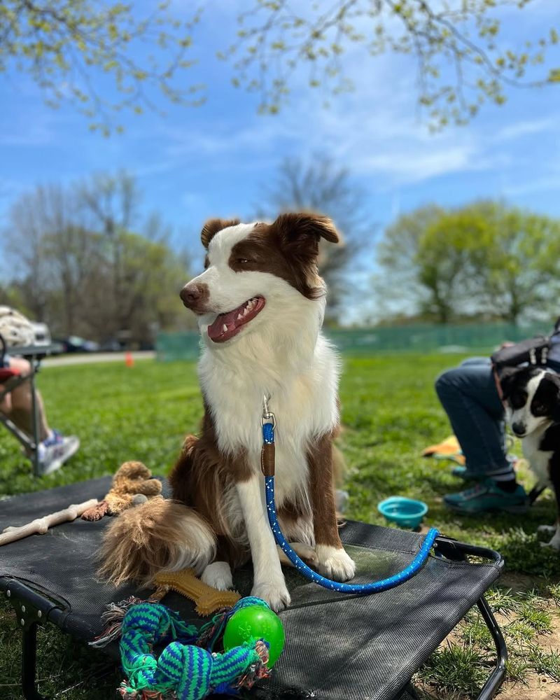 Border Collie