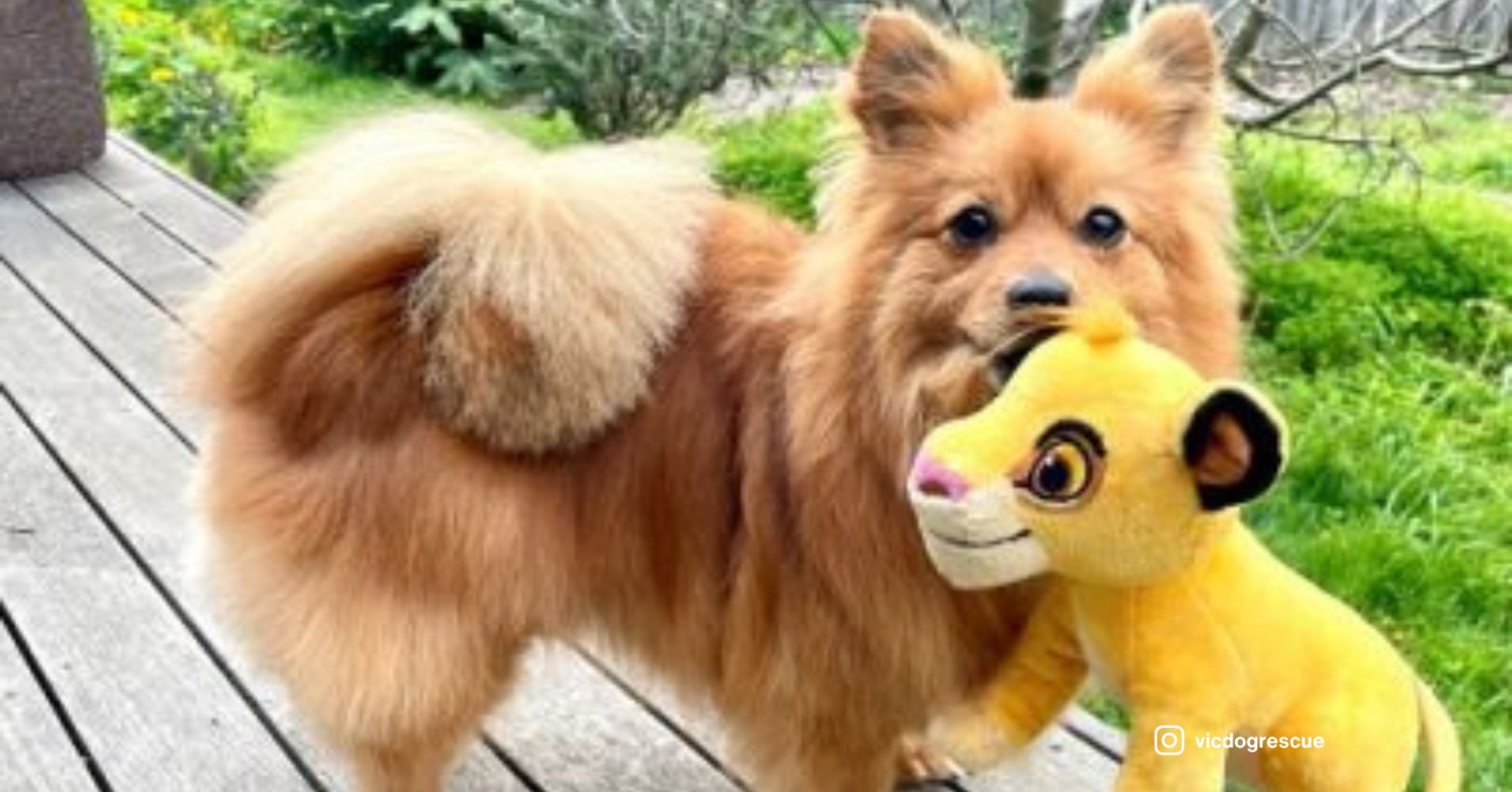 26 Devoted Small Dog Breeds That Will Never Leave Your Side - Epic dogs ...