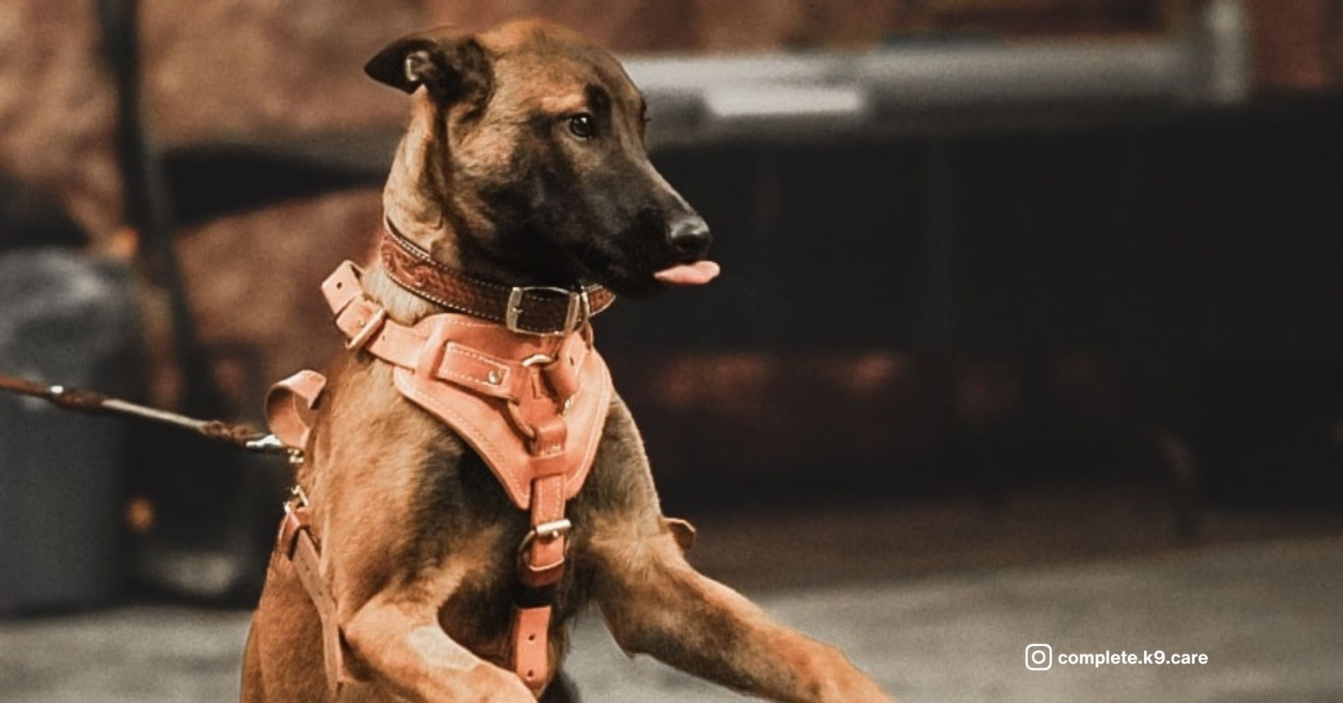 26 Fiercely Protective Dog Breeds That Are Always on Guard - Epic dogs ...