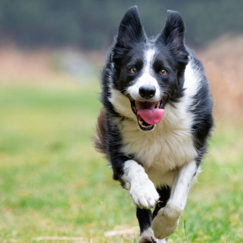 Border Collie