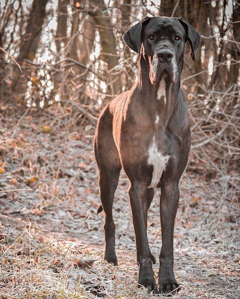 Great Dane