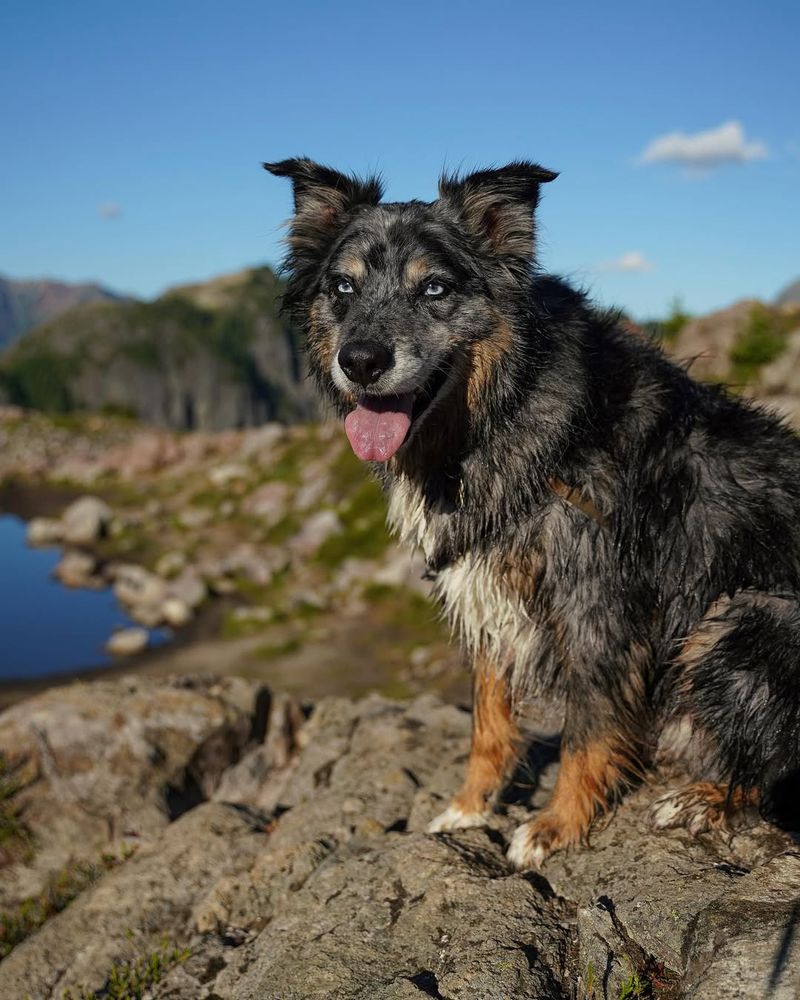 Border Collie