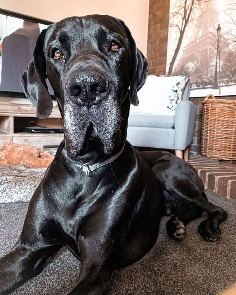 Great Dane