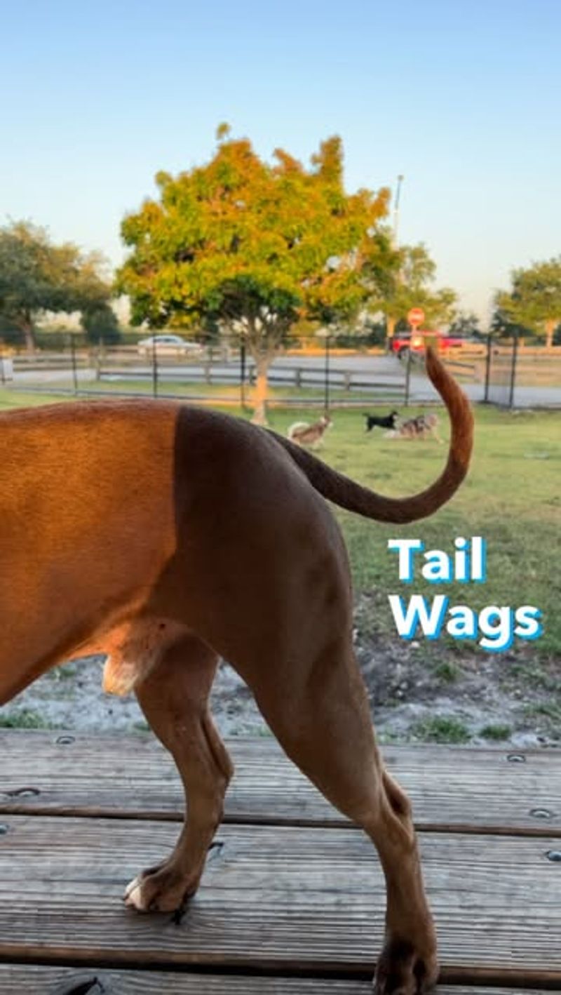 Tail Wagging