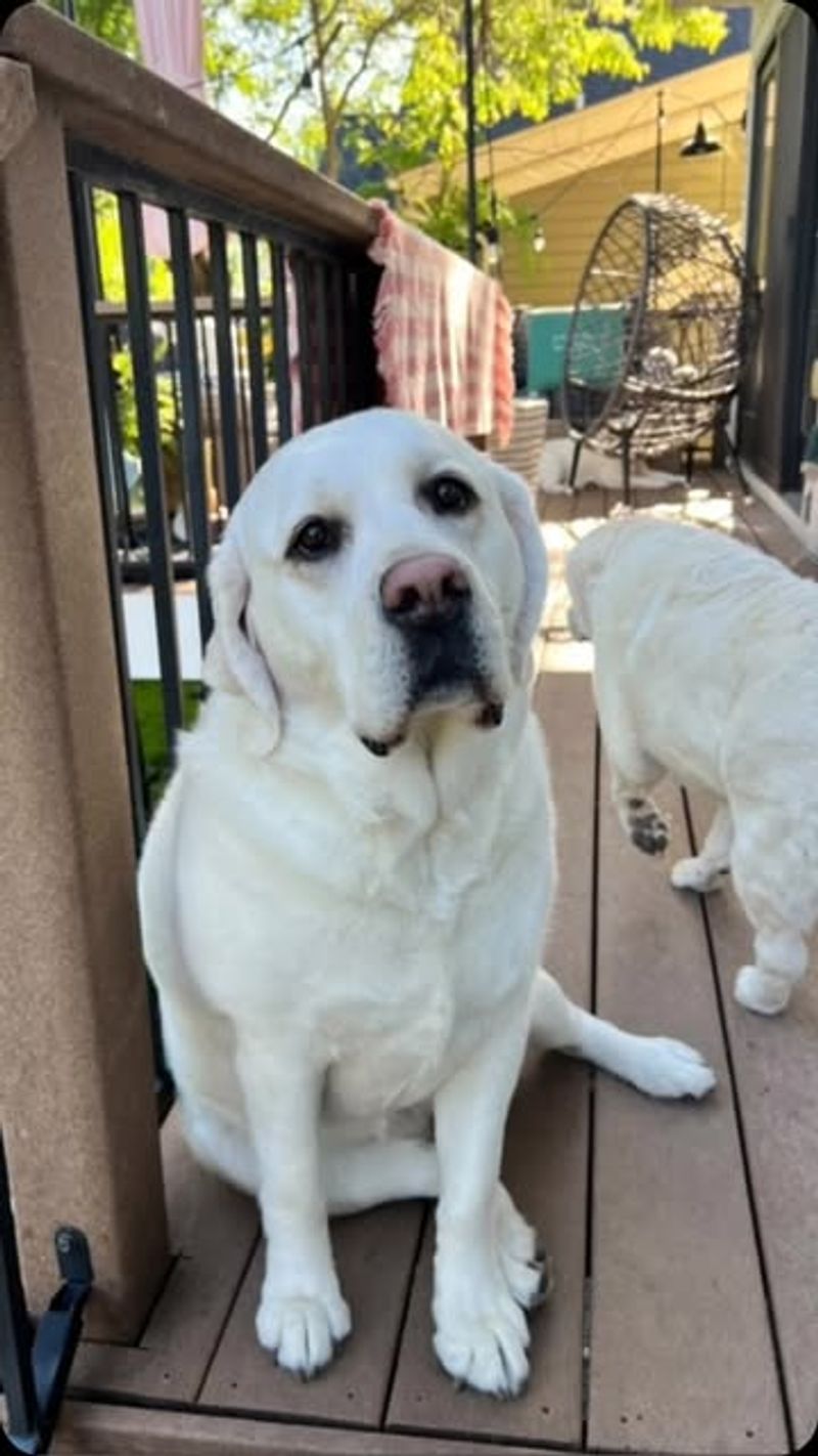 Labrador Retriever