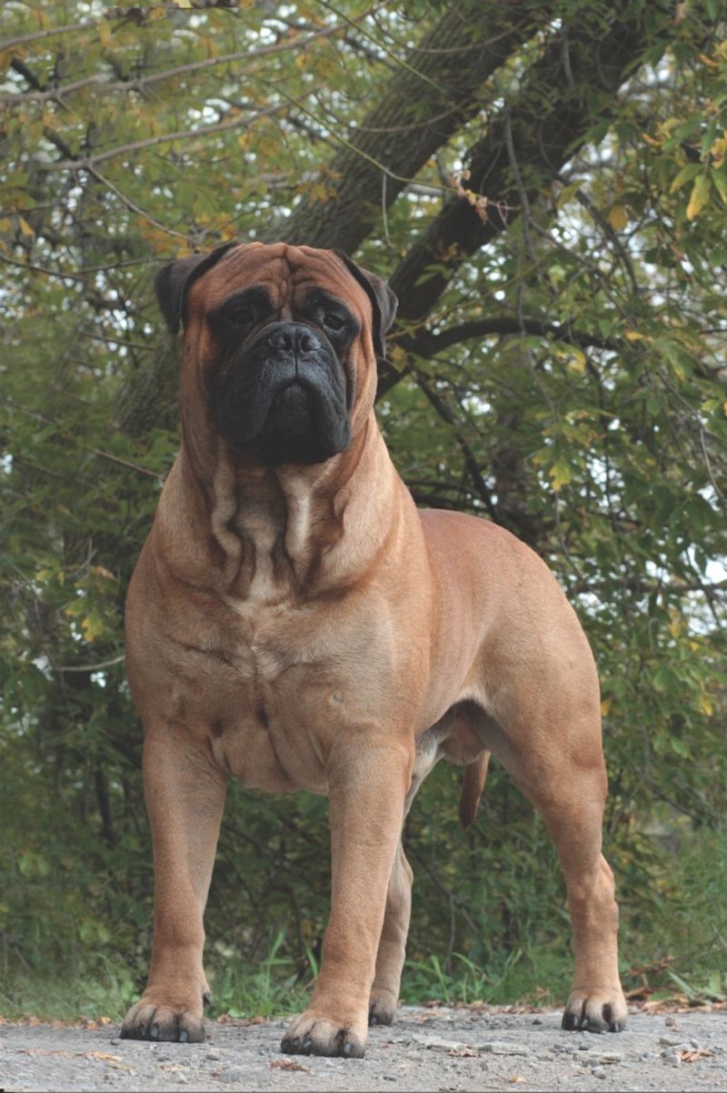 Bullmastiff