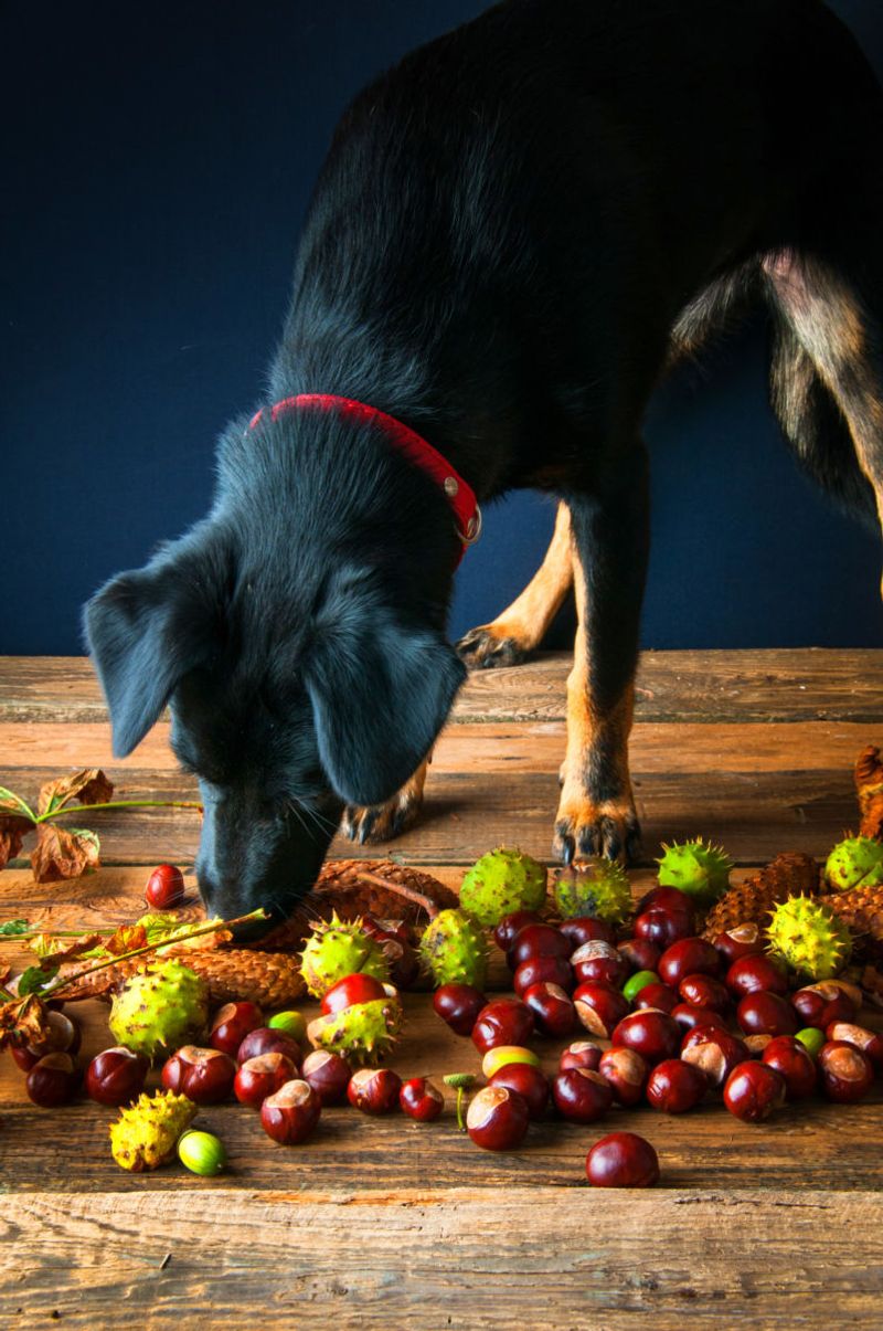 Acorns