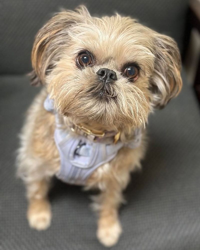 Brussels Griffon