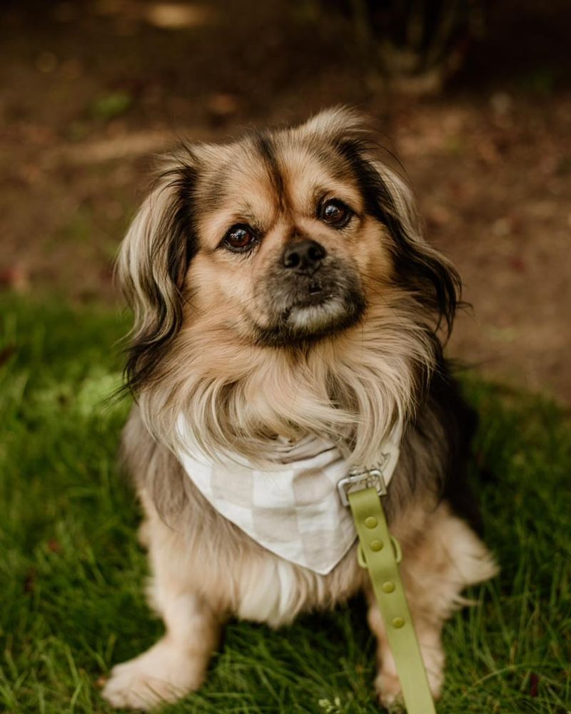 Tibetan Spaniel