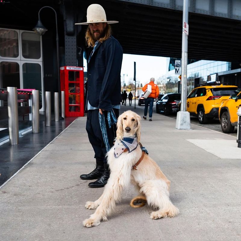 Afghan Hound