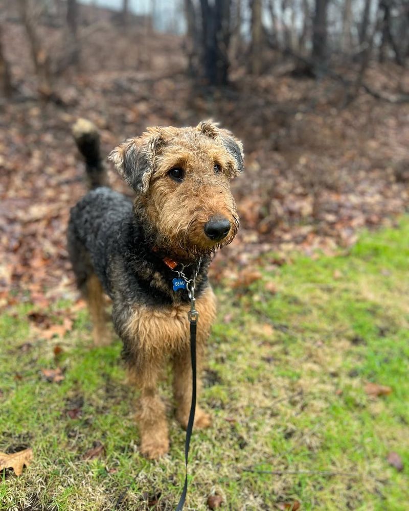 Airedale Terrier