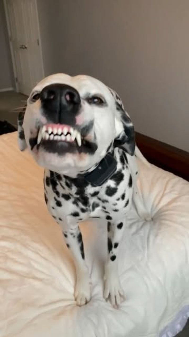 Dalmatian