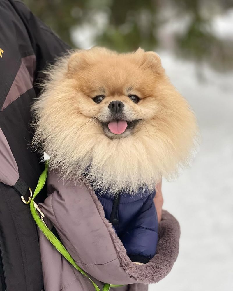 Pomeranian