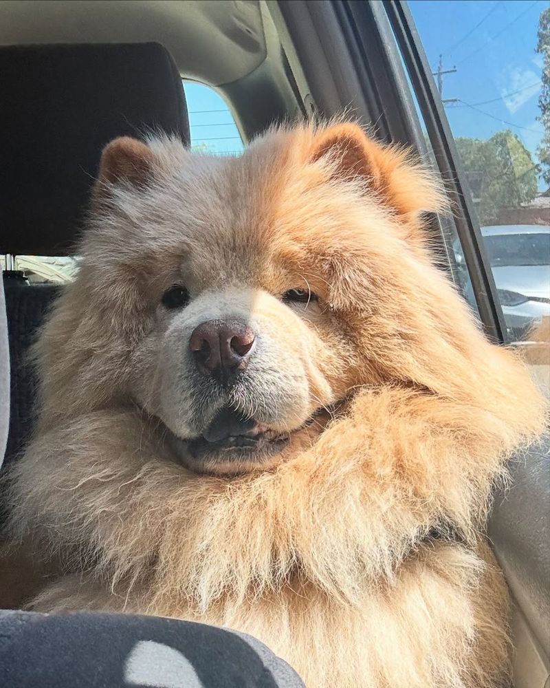 Chow Chow