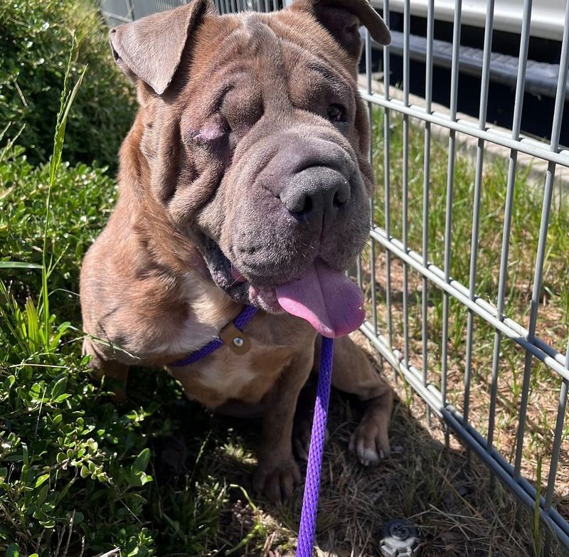 Shar Pei