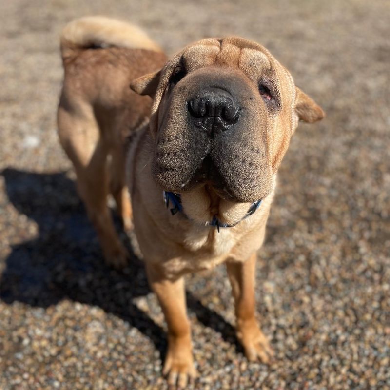 Shar Pei