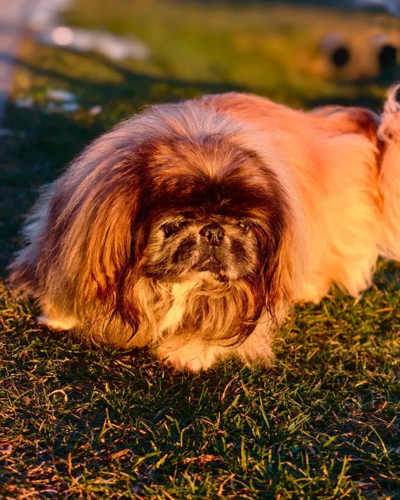 Pekingese