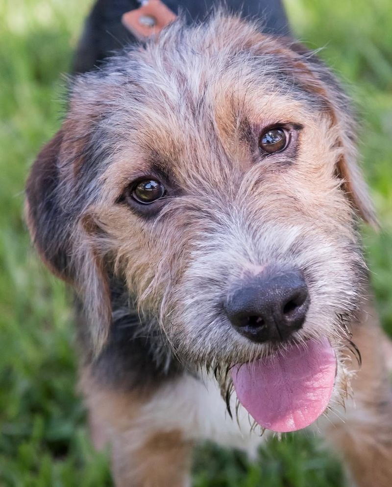 Irish Wolfhound