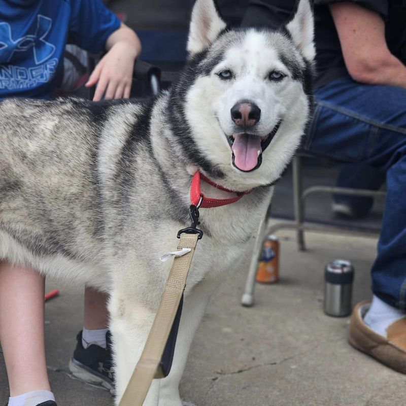 Siberian Husky