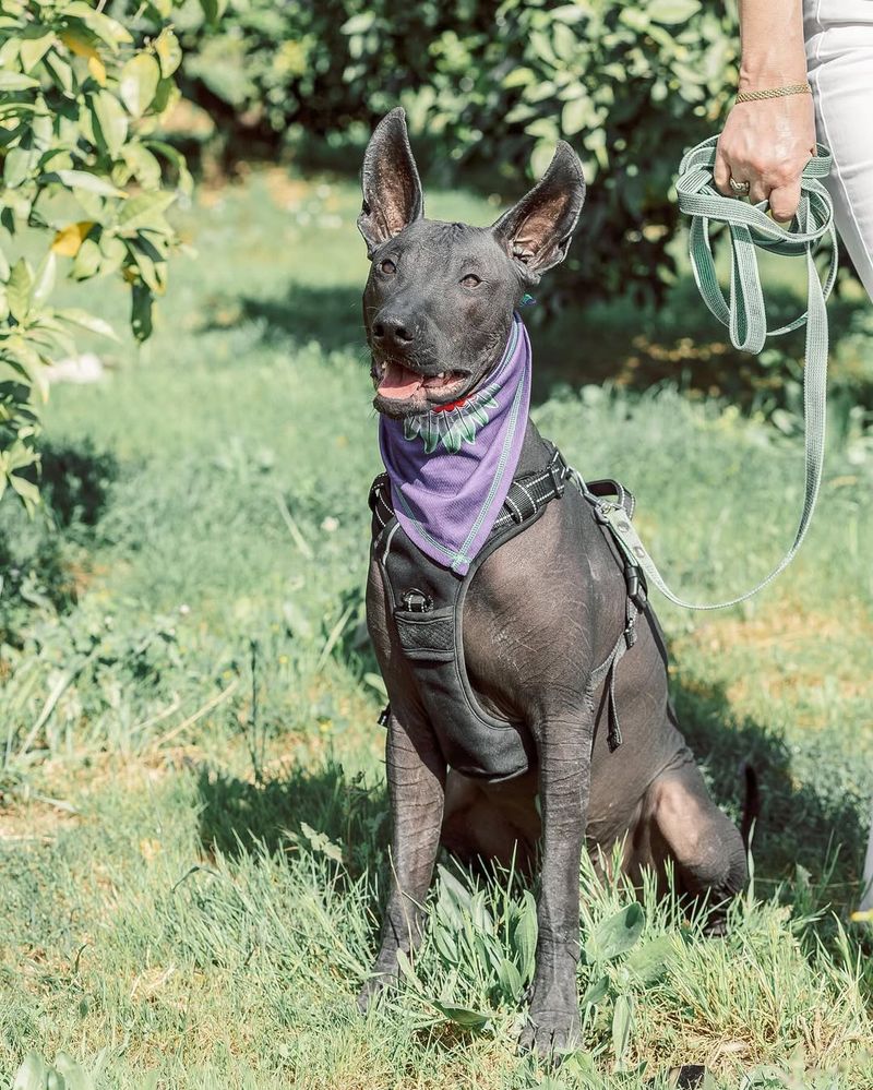 Xoloitzcuintli