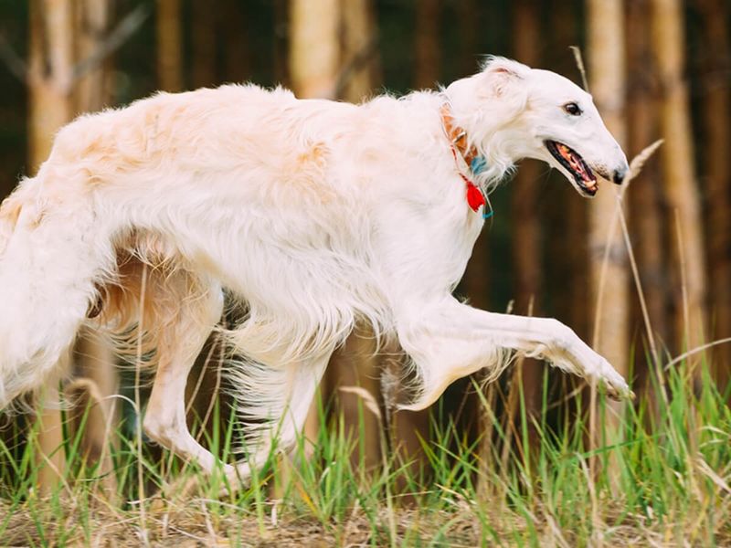 Borzoi