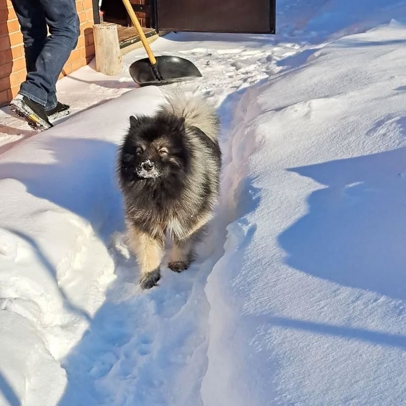 Keeshond