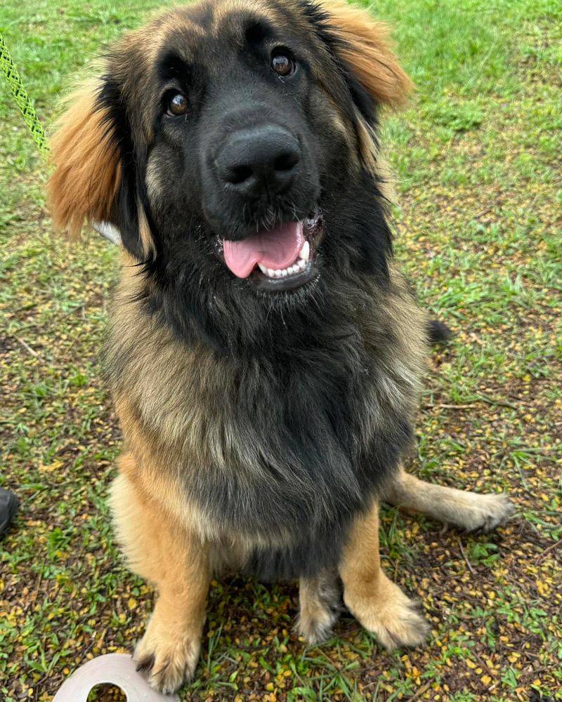 Leonberger