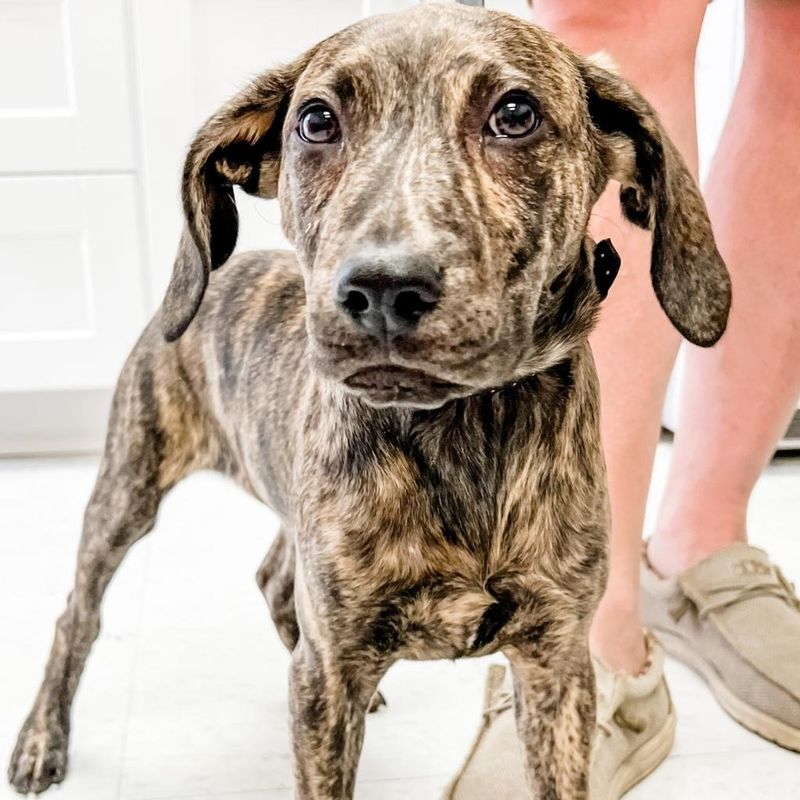 Plott Hound