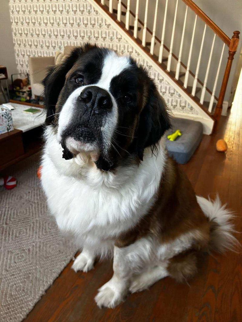 Saint Bernard