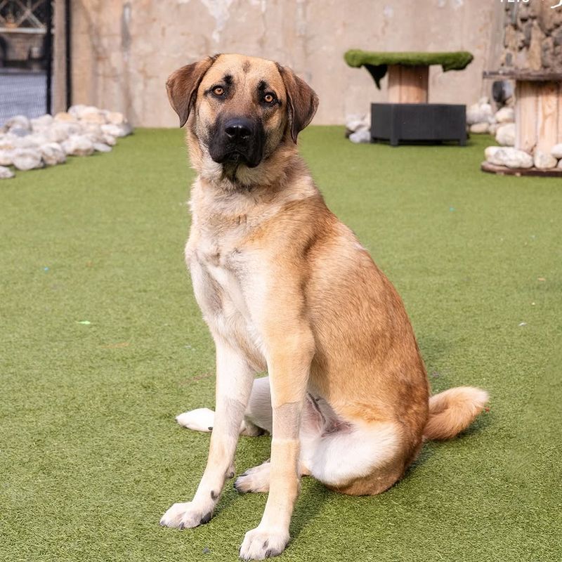 Anatolian Shepherd