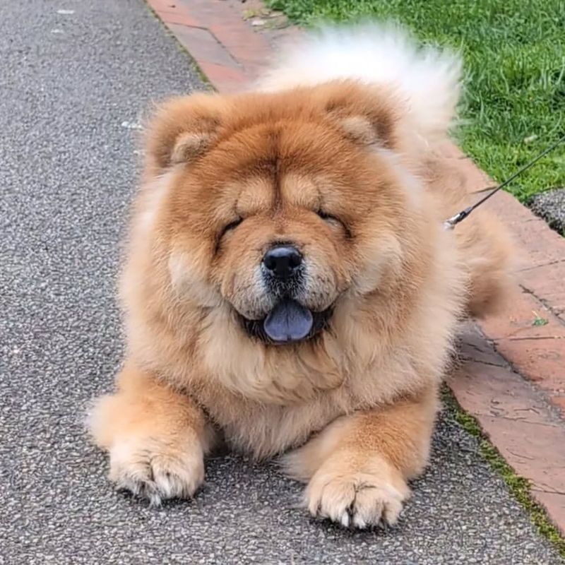 Chow Chow