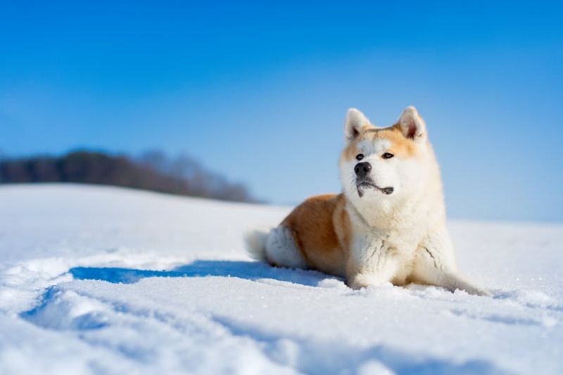 Akita