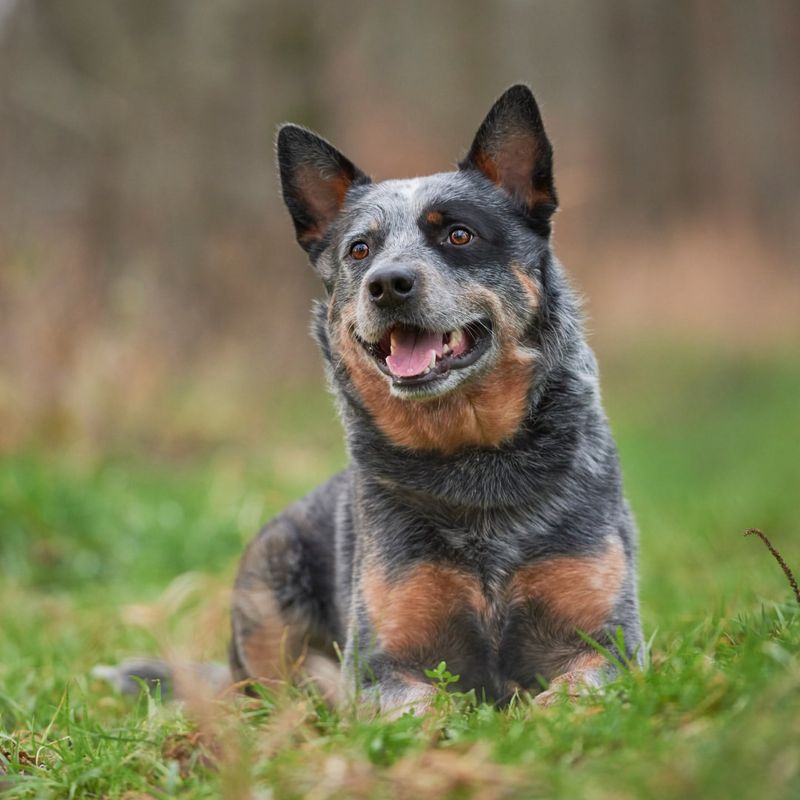 Australian Cattle Dog