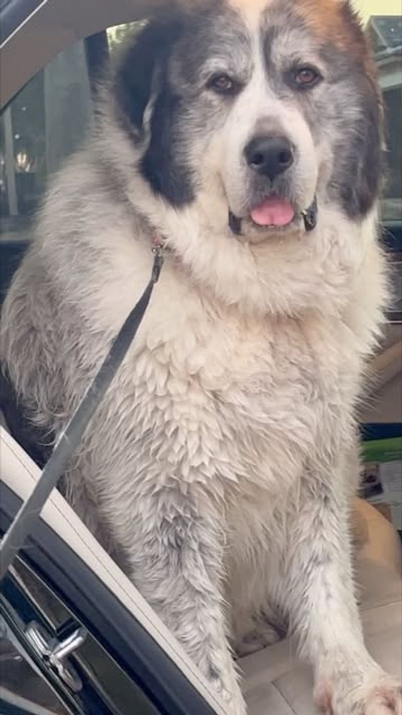 Pyrenean Mastiff