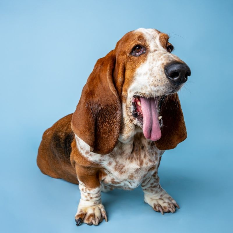 Basset Hound