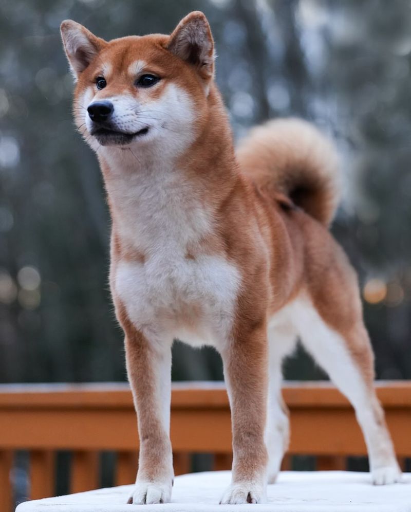 Shiba Inu