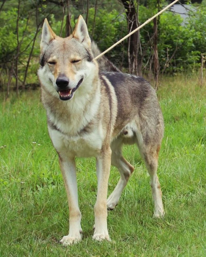 Czechoslovakian Wolfdog