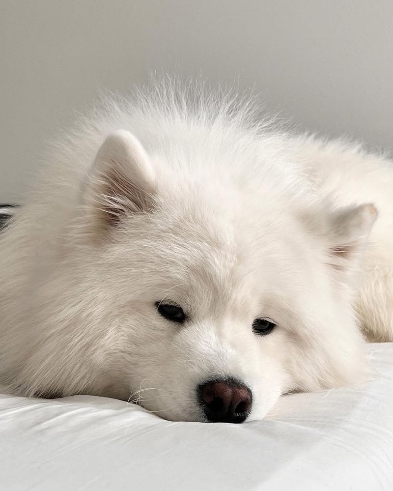 Samoyed