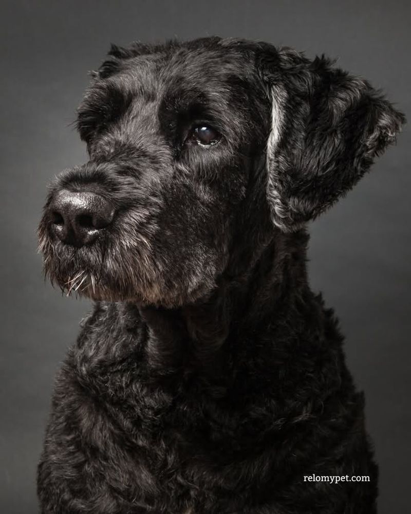 Bouvier des Flandres