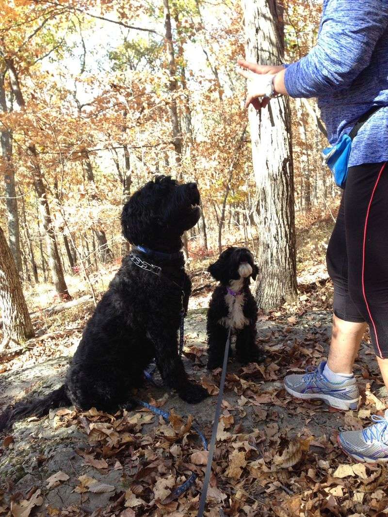 Portuguese Water Dog
