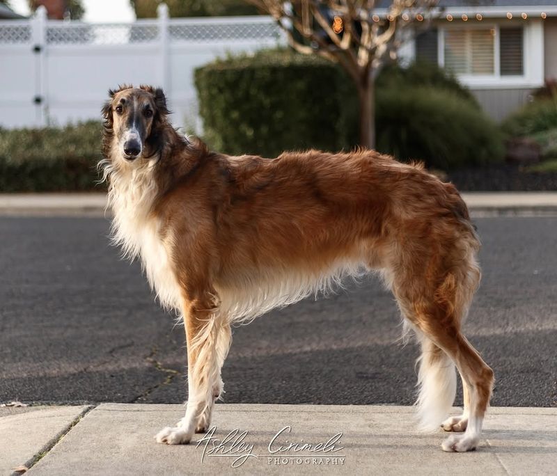 Borzoi