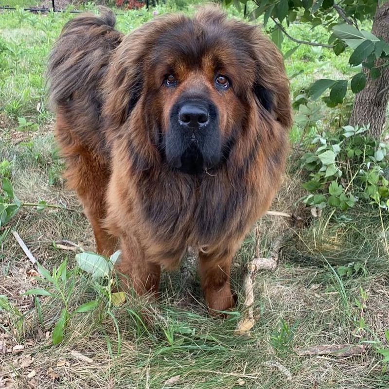 Tibetan Mastiff