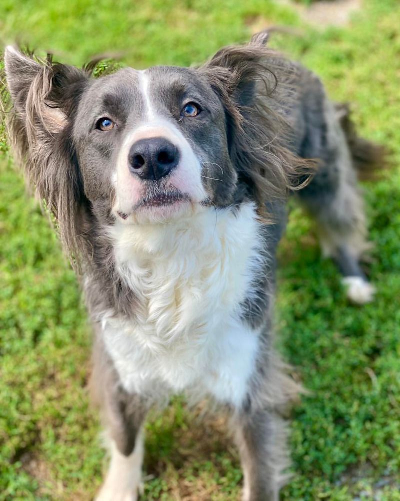 Border Collie